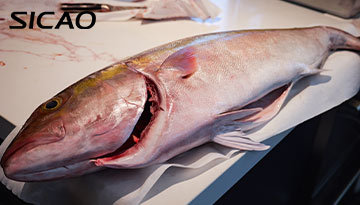 Is it true that only salmon can be made into sashimi?